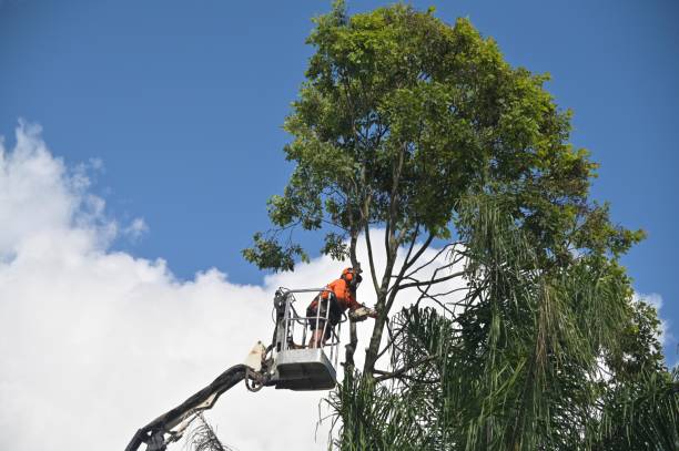 Best Tree Trimming and Pruning  in Ocean Ridge, FL